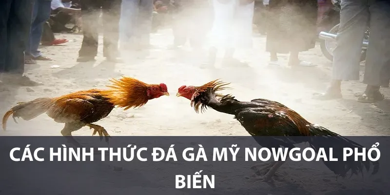 Các hình thức đá gà Mỹ Nowgoal phổ biến
